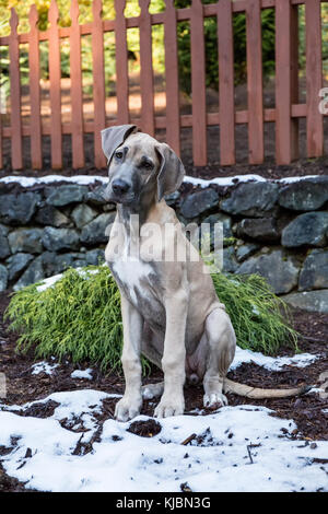 Chiot dogue allemand "Evie" assis sur un couvert de neige en partie, terrasse de sa cour à Issaquah, Washington, USA Banque D'Images