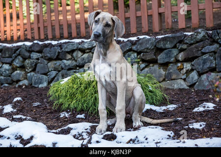 Chiot dogue allemand "Evie" assis sur un couvert de neige en partie, terrasse de sa cour à Issaquah, Washington, USA Banque D'Images