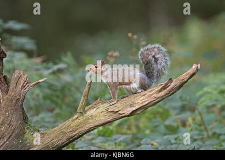 L'écureuil gris Sciurus carolinensis woodland Norfolk la fin de l'été Banque D'Images