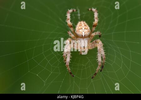 L'araignée Araneus diadematus (jardin) assis dans le spider net avec fond vert. Big Brown, de la lumière avec la croix sur l'Orb Web Banque D'Images