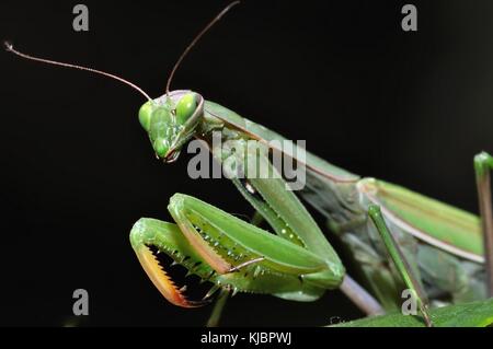 Mantis Mantis religiosa (européenne) Portrait de la belle mantis dans la soirée du soleil assis sur la fleur violet sur fond noir. Banque D'Images