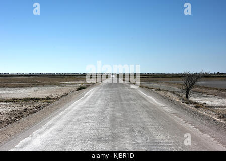 Le long de la route du sel d'Etosha pan. c'est un grand pan de sel endoréiques, faisant partie du bassin du Kalahari dans le nord de la Namibie. Banque D'Images