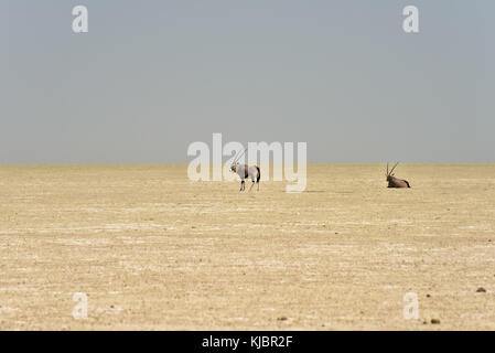 Oryx le long du sel d'Etosha pan. c'est un grand pan de sel endoréiques, faisant partie du bassin du Kalahari dans le nord de la Namibie. Banque D'Images