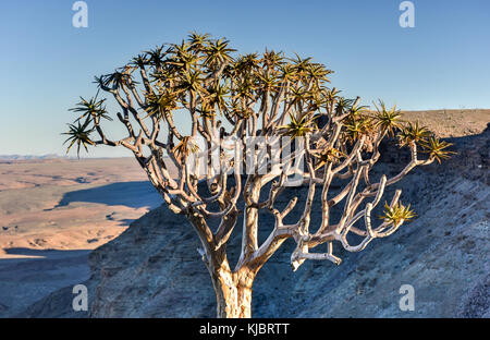 Quiver Tree autour du Fish River Canyon, la Namibie. Banque D'Images