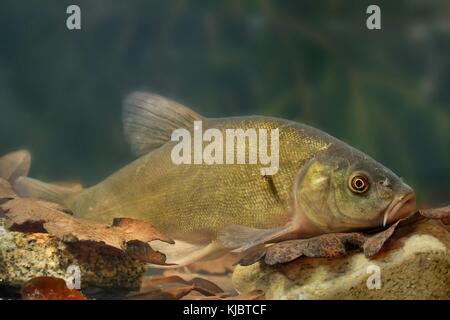 Médecin poisson (Tinca tinca) capturés sous l'eau. Tanche avec brown feuilles sur le fond et fond vert sombre. Le poisson sous l'eau. Banque D'Images