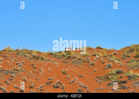 Oryx le long du paysage désertique de la namibrand nature reserve en Namibie. Banque D'Images