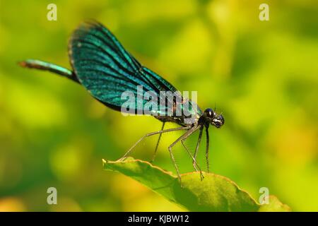 La belle demoiselle (Calopteryx virgo) assis sur la feuille verte près de l'eau. Beau bleu, vert brillant libellule perchée sur la feuille verte wit Banque D'Images