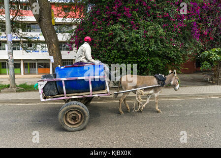 Un homme africain est situé au-dessus de barils sur un chariot tiré par un âne sur une route à travers une ville, Kenya, Afrique de l'Est Banque D'Images