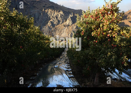 Dans la célèbre région de l'est de plus en plus apple Washington, les pommes sont en grappes d'un auvil verger le long de la rivière Columbia, près de Wenatchee, WA Banque D'Images