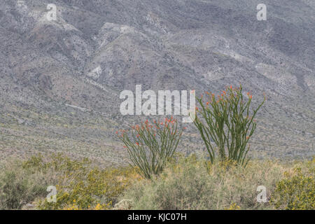 La fleurir dans Joshua Tree National Park Banque D'Images
