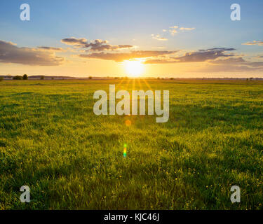 Pré au coucher du soleil au printemps, Muhr am See, Weissenburg-Gunzenhausen, Bavière, Allemagne Banque D'Images