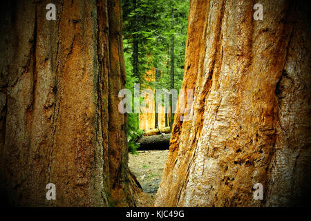 Vue sur la forêt entre deux grands troncs d'arbres en séquoia dans le nord de la Californie, aux États-Unis Banque D'Images