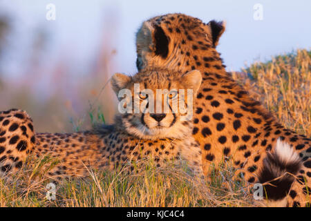 Portrait de Cheetahs (Acinonyx jubatus) regardant la caméra dans le delta d'Okavango au Botswana, Afrique Banque D'Images