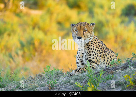 Portait d'un guépard (Acinonyx jubatus) regardant la caméra dans le delta de l'Okavango au Botswana, en Afrique Banque D'Images