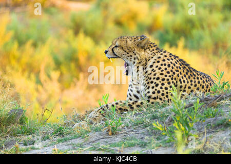 Cheetah (Acinonyx jubatus) se trouvant sur le sol et bâillant dans le delta de l'Okavango au Botswana, en Afrique Banque D'Images