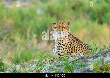 Portrait d'un guépard (Acinonyx jubatus) couché sur le sol, regardant la caméra dans le delta de l'Okavango au Botswana, en Afrique Banque D'Images