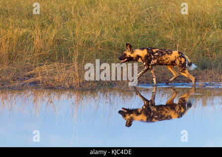 Chien sauvage (Lycaon pictus) marchant dans l'herbe à côté d'un trou d'eau dans le delta d'Okavango au Botswana, en Afrique Banque D'Images