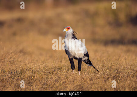 Portrait d'un oiseau secrétaire (Sagittaire serpentarius) debout dans un champ herbacé au delta de l'Okavango au Botswana, en Afrique Banque D'Images