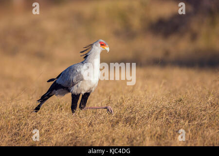 Portrait de profil d'un oiseau secrétaire (Sagittaire serpentarius) marchant dans un champ herbacé au delta d'Okavango au Botswana, en Afrique Banque D'Images