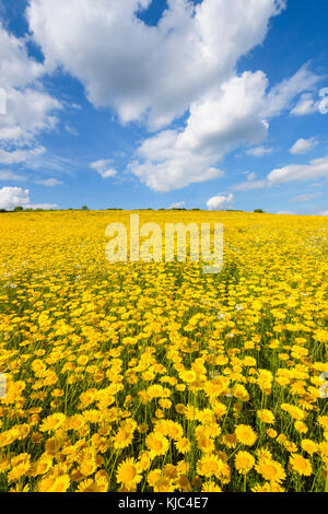 Champ de la camomille de Dyer (Anthemis tinctoria) en été à Guentersleben en Bavière, Allemagne Banque D'Images