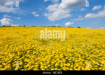 Champ de la camomille de Dyer (Anthemis tinctoria) en été à Guentersleben en Bavière, Allemagne Banque D'Images