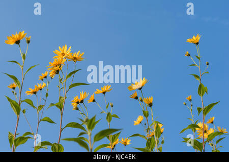 Une rangée d'artichauts de Jérusalem avec des fleurs contre un ciel bleu en Bavière, Allemagne Banque D'Images