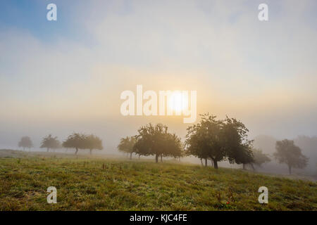 Campagne avec pommiers dans les champs et le soleil brille par la brume matinale à Grosseubach en Bavière, Allemagne Banque D'Images