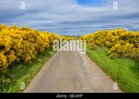 Route à travers la campagne au printemps bordée de gorges communes en Écosse, au Royaume-Uni Banque D'Images