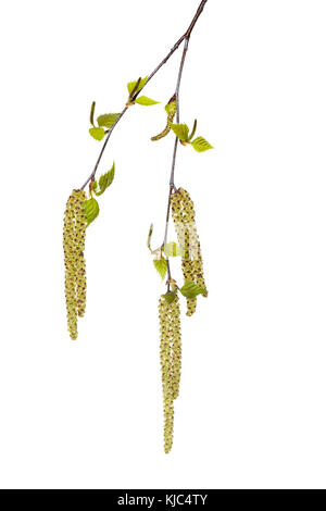 Brindic (Betula), avec de nouvelles feuilles et des chatons mâles et femelles sur fond blanc, Allemagne Banque D'Images