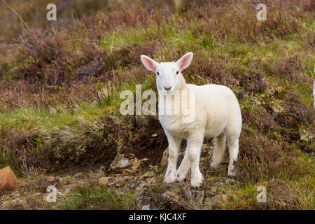 Portrait d'agneau au printemps à Dunvegan sur l'île de Skye en Écosse, au Royaume-Uni Banque D'Images