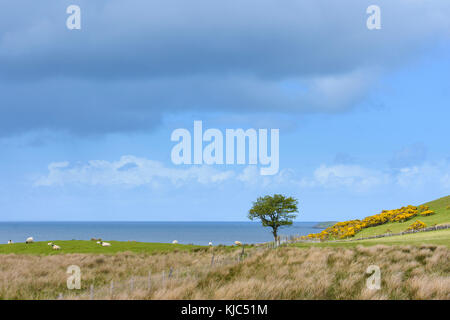 Paysage côtier avec pâturage des moutons dans les champs de l'île de Skye en Écosse, Royaume-Uni Banque D'Images