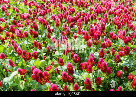 Gros plan du trèfle cramoisi (Trifolium incarnatum) qui pousse dans un champ à Burgenland, en Autriche Banque D'Images
