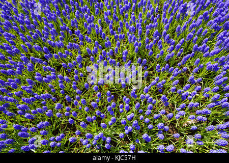 Jacinthe de raisin bleu aux jardins de Keukenhof par une journée ensoleillée à Lisse, Hollande du Sud, aux pays-Bas Banque D'Images