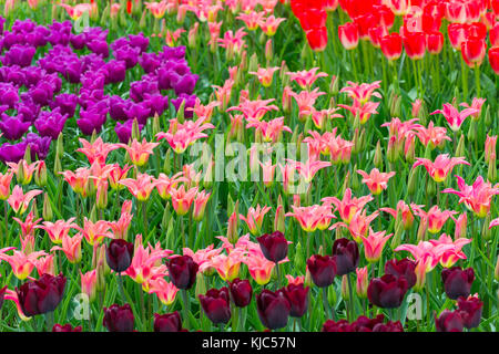 Assortiment de tulipes colorées au printemps aux jardins de Keukenhof à Lisse, Hollande du Sud, aux pays-Bas Banque D'Images