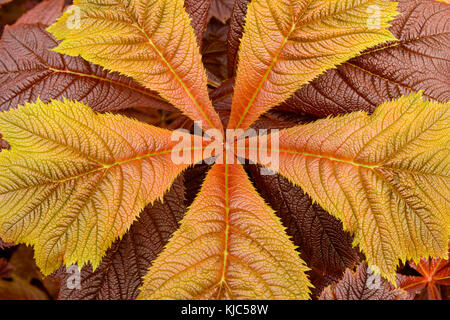 Gros plan de la plante géante de saxifragaceae (Rodgersia podophylla) à Dunvegan, sur l'île de Skye, en Écosse Banque D'Images