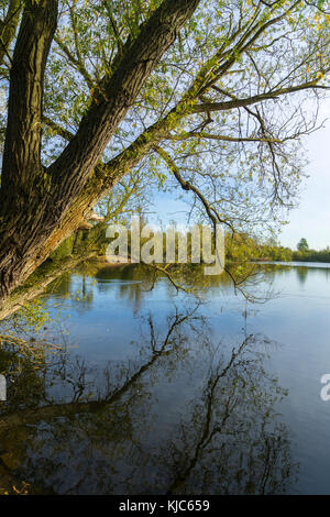 Les branches d'arbres se reflétant dans le lac de Banque D'Images