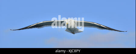 Varech adultes volants Gull (Larus dominicanus), également connu sous le nom de la République dominicaine et gull mouette de varech noir soutenu. false bay, afrique du sud Banque D'Images