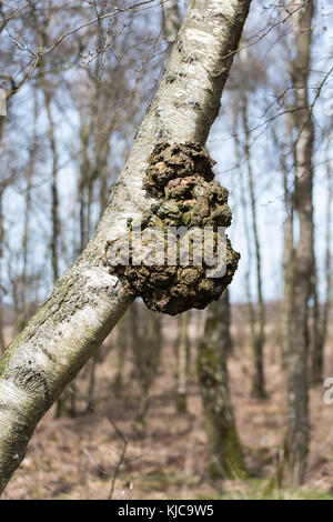 Burl ou bur ou Burr dans un bouleau Banque D'Images