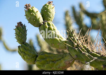 Cactus close-up avec fond de ciel bleu Banque D'Images