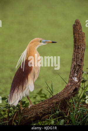 Paddybird ou Heron Indian Pond , (Ardeola grayii), en plumage nuptial dans les zones humides, le parc national de Keoladeo Ghana, Bharatpur, Rajasthan, Inde Banque D'Images