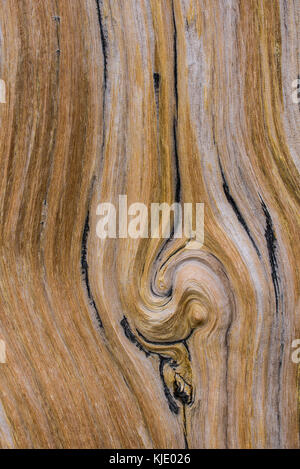 Bristlecone Pine Tree Trunk, détail, Mt Evans Wilderness Area, Colorado, USA par Bruce Montagne/Dembinsky Assoc Photo Banque D'Images