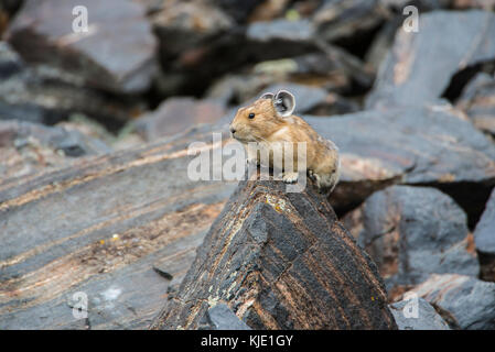 Pika américain (Ochotona princeps), assis sur la roche, Rocky Mountain NP, Colorado USA par Bruce Montagne/Dembinsky Assoc Photo Banque D'Images