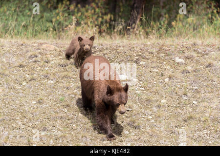 Dans la zone de marche ours Banque D'Images