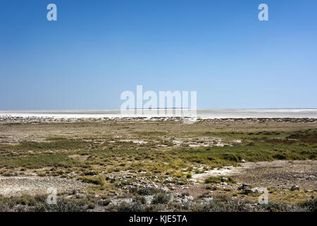 L'etosha est un grand pan de sel endoréiques, faisant partie du bassin du Kalahari dans le nord de la Namibie. Banque D'Images