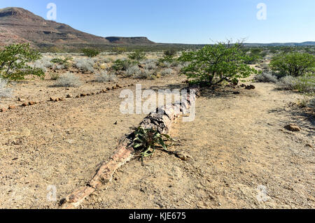 Mirabilis welwitschia dans les 280 millions d'années, à l'extérieur de la forêt pétrifiée de Khorixas, la Namibie. Banque D'Images