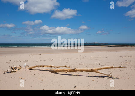 Plage et côte de sable blanc de Northumberland à Bamburgh Angleterre Royaume-Uni avec bois dérivant Banque D'Images