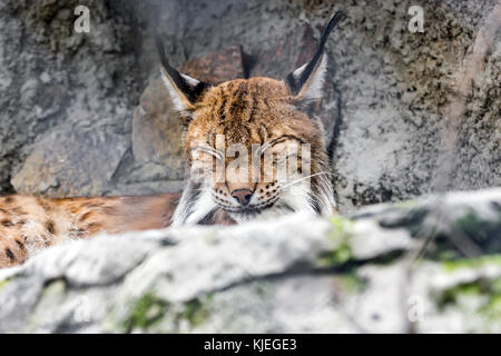 Le lynx roux, Lynx rufus, assis sur grayr ocks . L'été 2017 Noth Amarica Banque D'Images