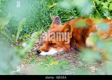 Red Fox forest au repos dans .chaude journée d'été Banque D'Images