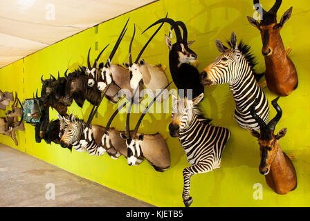 Animaux d'Afrique en peluche sur l'affichage à l'Trophaendienste la taxidermie, Windhoek, Namibie Banque D'Images