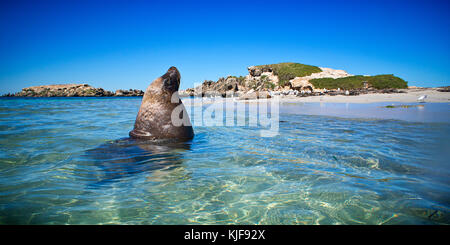 Lion de mer australien mâle dominant (Neophoca cinerea) assis dans l'eau. Seal Island, îles de Shoalwater Marine Park, près de Rockingham, l'ouest de l'Australie Banque D'Images